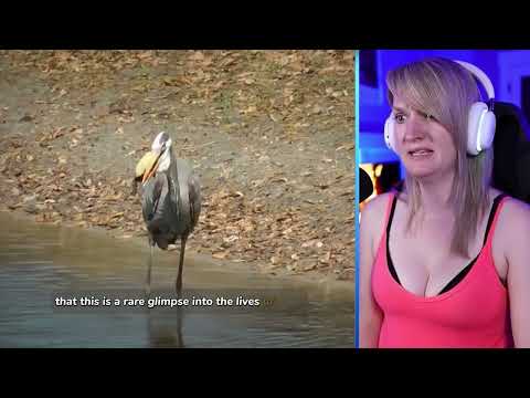 15 Merciless Moments Of Birds Hunting | Pets House