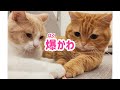 ほんわかぷっぷー ほんわかぷっぷー