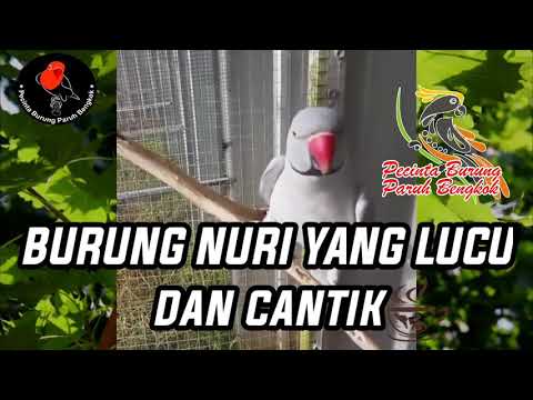 Video: Burung Hiasan: Burung Nuri Amazon. Ciri-ciri Pemeliharaan Unggas