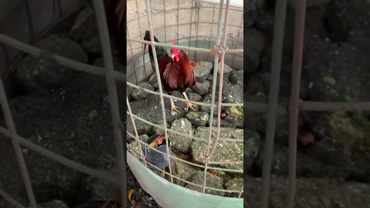 @BANKII @ChickenLegPiece 