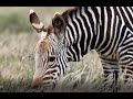 Mountain Zebra park - South Africa