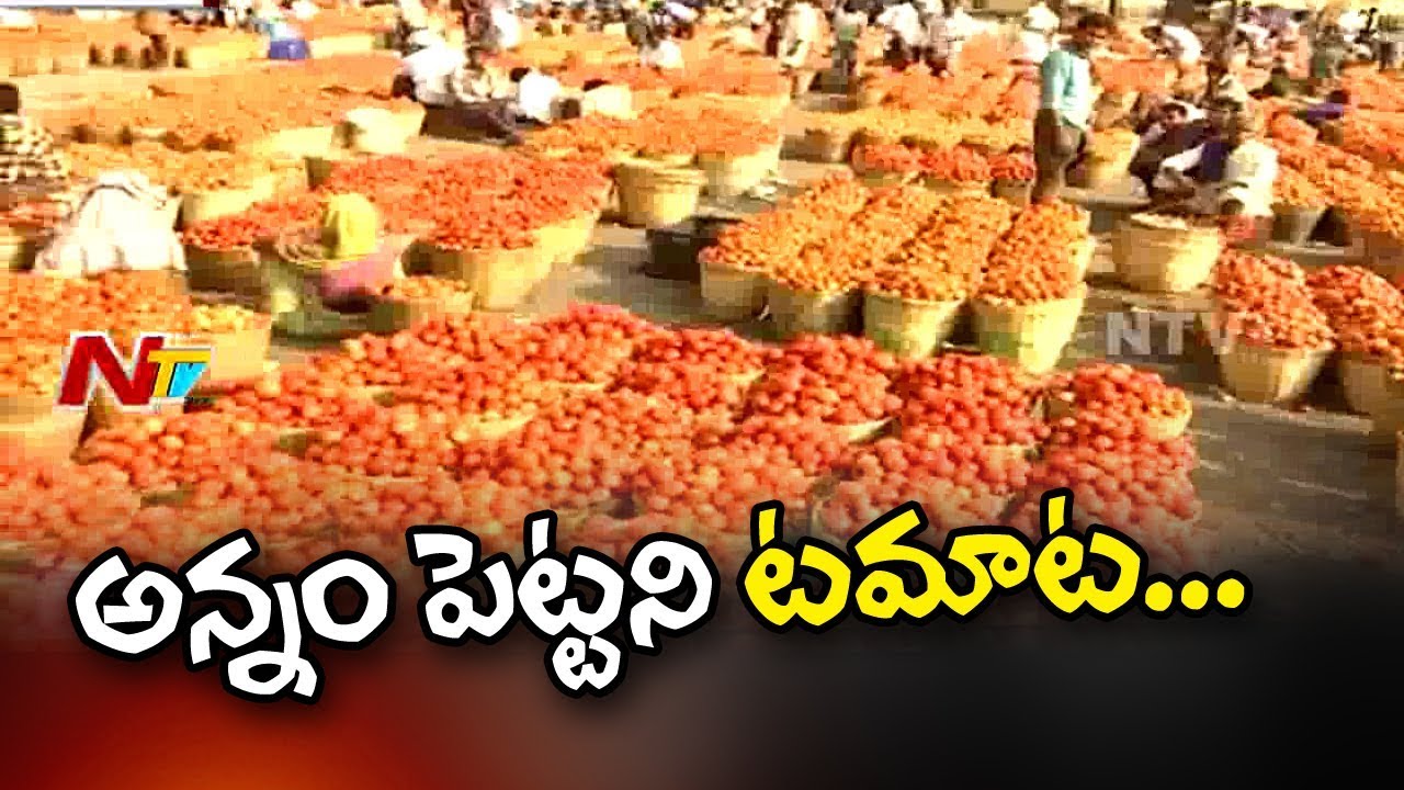 Farmers Facing Problems With Tomato Price | No Price for Tomato in Market Yards | NTV