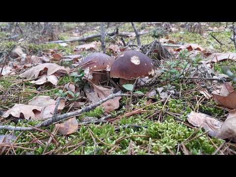 Video: Falske Boletus: Hvordan Skille?