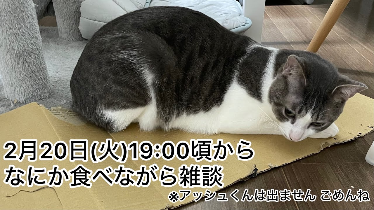 16th Live Stream] Chatting while eating something [Kotoko Sasaki