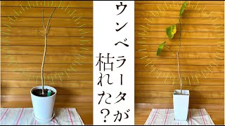 観葉植物 ウンベラータが枯れた 春の成長期の復活劇 Foliage Plant Youtube