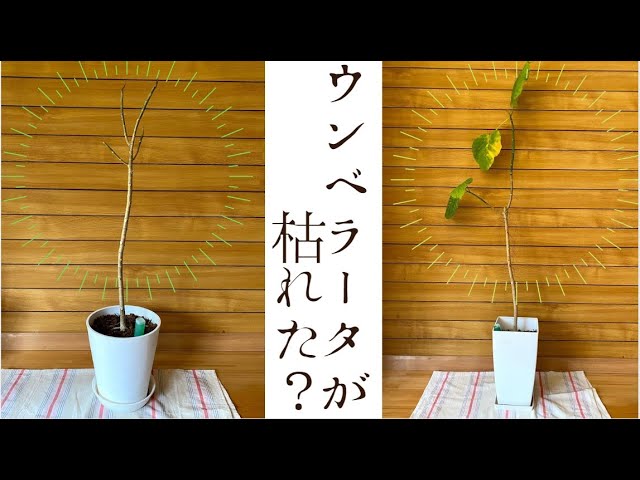 観葉植物 ウンベラータが枯れた 春の成長期の復活劇 Foliage Plant Youtube