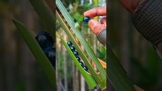 Just amazing🔥 Bamboo make slingshots #bamboocrafts #craft