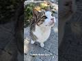 Şirin Sokak Kedisi #catvideos #catshorts #cats #kedi #cuteanimals #streetcats #catlove #turkishcat