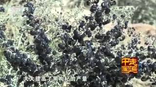 系列片金秋时节(5) 枸杞王国 【走遍中国20150909】