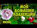 Мои комнатные растения Фиалки, Глоксинии. Обзор фиалок, глоксиний