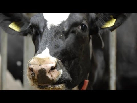 Dairy - Safety in the Barn