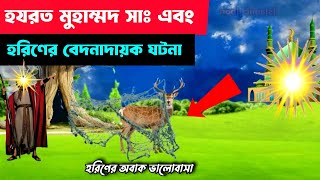 হযরত মুহাম্মদ সাঃ এর সাথে হরিণের বেদনাদায়ক কাহিনী| নবীদের কাহিনী| নবীজীর জীবন কাহিনী| Islamic Golpo