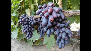 видео: АВАТАР 2022! ТЕЛ.+79054033245, WhatsApp и Viber +79528500417. картинка: АВАТАР 2022! ТЕЛ.+79054033245, WhatsApp и Viber +79528500417.