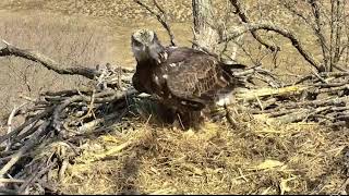 Decorah North Eagles Gorgeous Sub-Adult Visits Nest 4\/1\/18