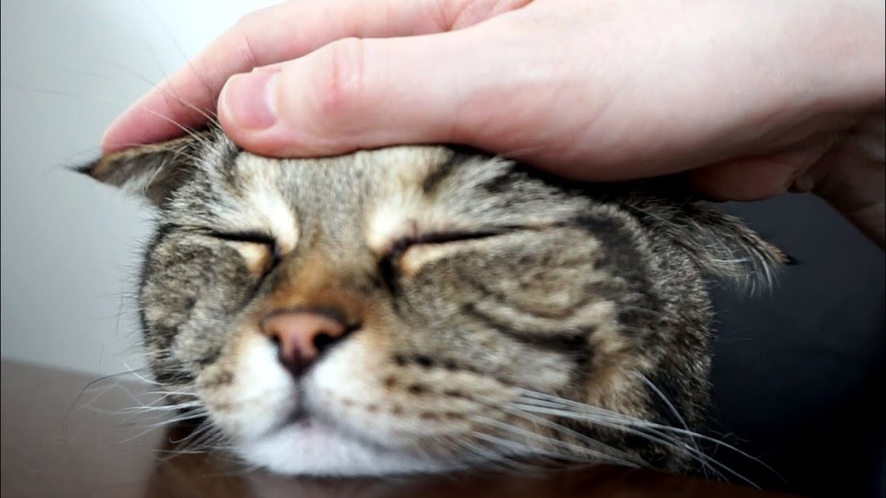 Расслабляющий массаж головы для кота /антистресс видео; Relaxing head