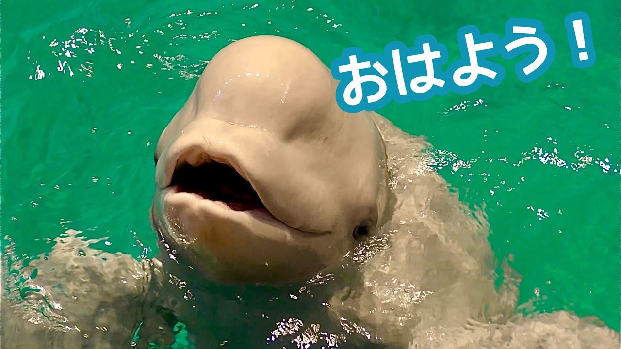 ベルーガ 朝の健康チェックは念入りです【名古屋港水族館】Beluga Port