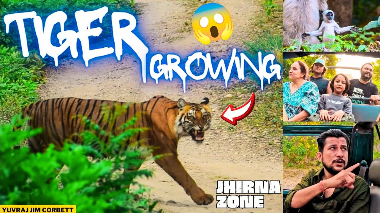 TIGER SIGHTING HUI HEAVY ALARM CALL AUR TIGER KI GROWLING K BAAD 😱 