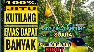 uji coba suara pikat kutilang emas ribut ini benar benar ampuh terbukti anti zong