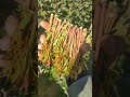 افخر شجرة قات في العالم من حجور بني وهبان اليمن
