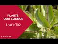 Ingredients around the world organic leaf of life  clarins