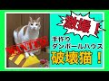 【激撮！】手作りダンボールハウスで爪を研ぐ犯猫(はんにゃん)！！