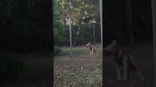 Apbt Redboy Jocko Pup Getting Her Use Too Spring Pole