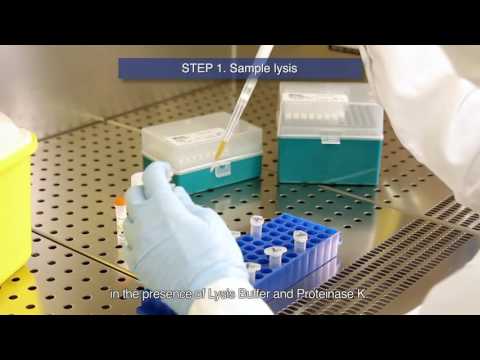 Video: Diagnosis PCR Real-time Dari Schistosoma Japonicum Di Daerah Transmisi Rendah Di Cina