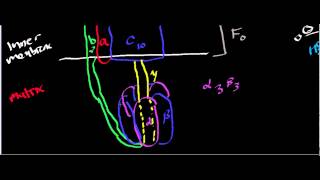 Biochemistry | ATP Synthase Structure