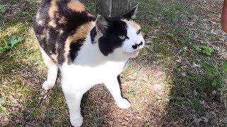 When I went to meet a calico cat, the greeting meow was so cute.