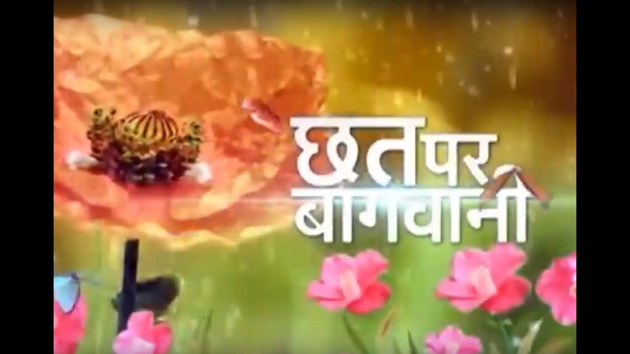 छत्त पर बाग़वानी - Tray gardening on your Terrace Garden dairy cow