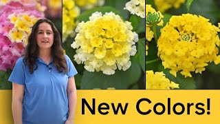 NEW Shamrock Lantana Colors for 2026