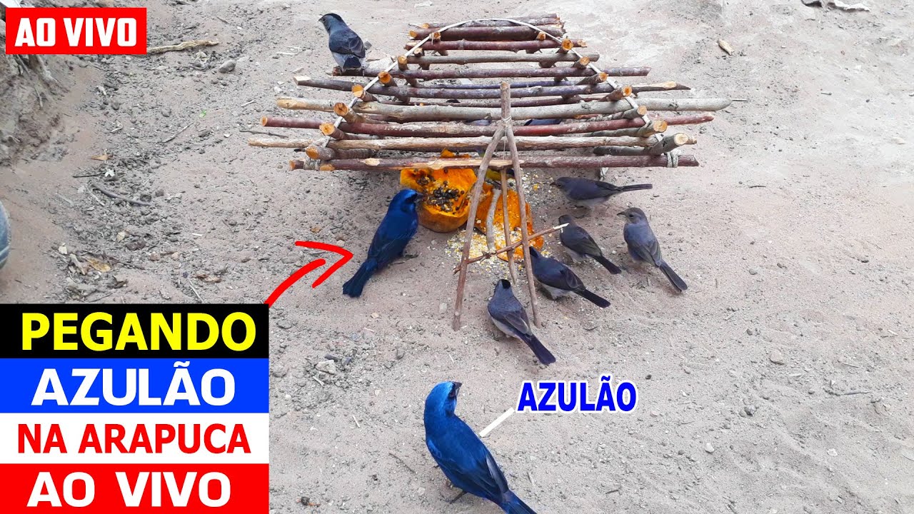 PEGANDO AZULÃO NA ARAPUCA AO VIVO  ( AZULÃO, MARIA FITA E SIBITE  ) - PEGANDO PASSARINHO NO ALÇAPÃO
