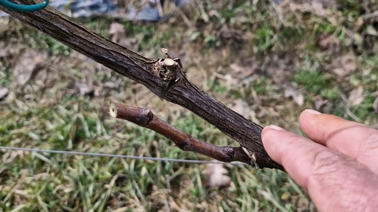 Februarsko orezivanje vinove loze -brzo i lako