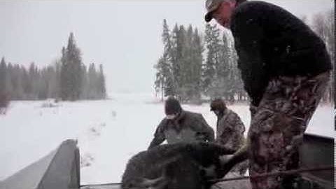 How to Haul Out a Moose with Two Trucks and a Cable