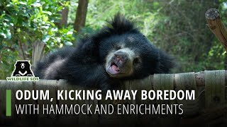 Odum Kicking Away Boredom With Hammock And Enrichments