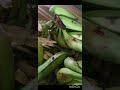 Nendaran Banana powder -- Home made