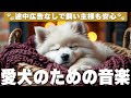 犬が落ち着く音楽 (12時間広告なし) 🐶 愛犬の癒しの音楽 | 長時間のお留守番 / vol.799