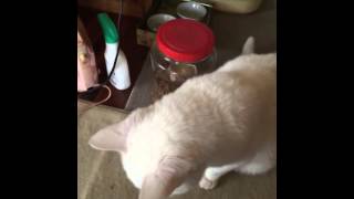 IMG 04451
