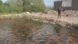 40 тонн рыбы выращивают в селе Сортобе в Жамбылской области
