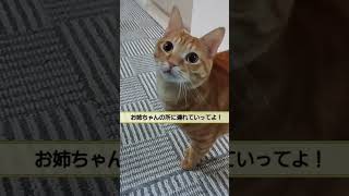 カフワの朝寝坊。大好きなお姉ちゃんがいないと聞いて悲しみにくれる茶トラ猫【Japanese orange tabby cat is sad to hear that owner is missing】