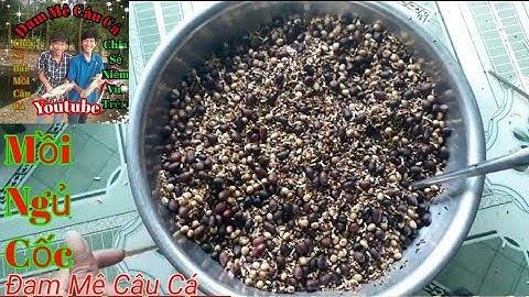 Mồi câu Cá, Câu Cá chép,Bằng mồi ngủ cốc,Săn Hàng cũ,Đã Thử nghiệm hiệu quả và Vi Diệu