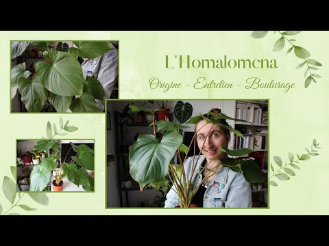 Vidéo: Homalomena Care - Conseils pour cultiver des plantes Homalomena