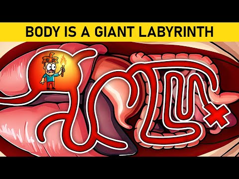 What If You Got Lost Inside Your Own Organs?