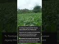 Pentingnya Pengamatan Rutin Tanaman Jagung Hibrida NK 212s Pendekar Sakti #pertanian #jagung