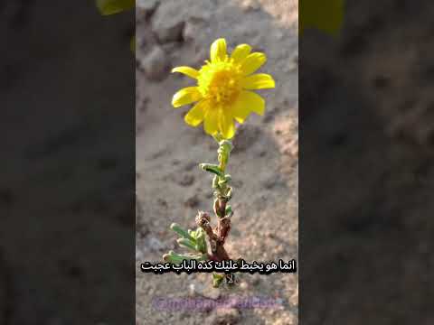 من عجيب أمر الرزق الشعراوي