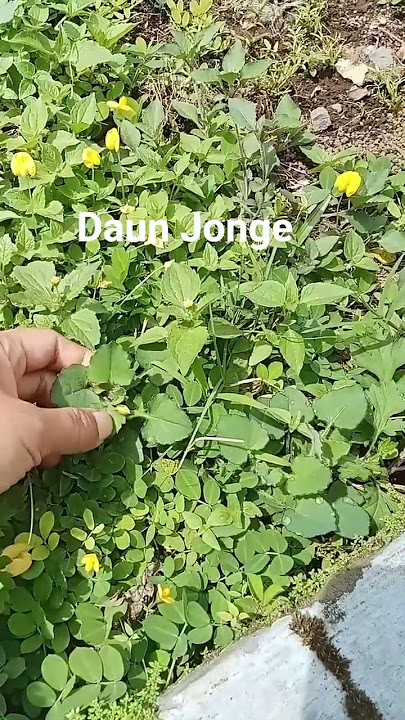 Daun Jonge ,lalapan buat makan