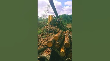 ol pine tree a lil heavy #tigercat #logging #letsgetit