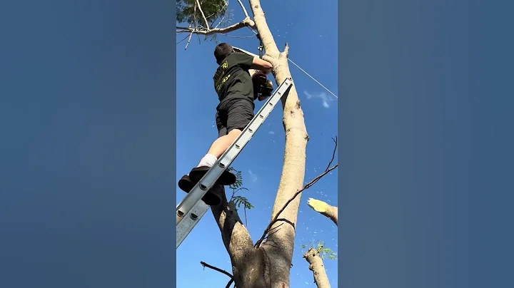 How NOT to Cut a Tree Branch – Ladder, Rope, and Power Lines!