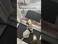 Trying to teach my little Jack Russell some patients he's a good boy he's still learning