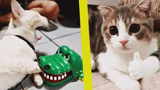 Funny animals videos | Cat's videos compilation  | Animaly 201